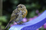 Robin posing on a garden bench