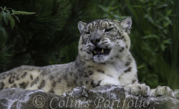 Snow Leopard