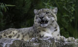Snow Leopard