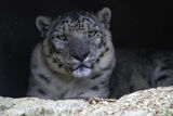 Snow Leopard - "Looking at you, with my green eyes"