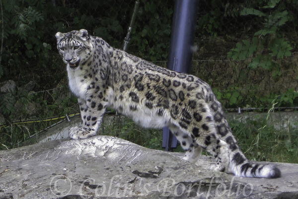 Snow Leopard