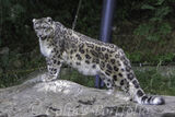 Snow Leopard