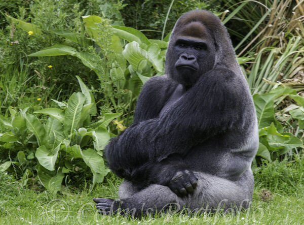 Western Lowland Gorilla