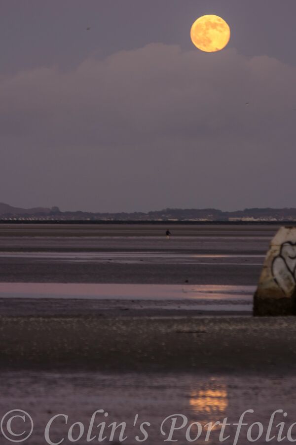 Wolf 'Super Moon' rising.