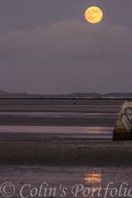 Wolf 'Super Moon' rising.