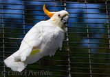 Citron Crested Cockatoo