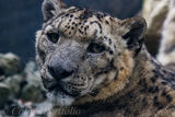 Snow Leopard