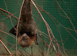 Bat, just hanging around.