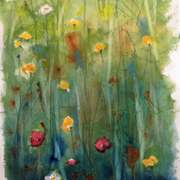 Ox Eyed Campion
