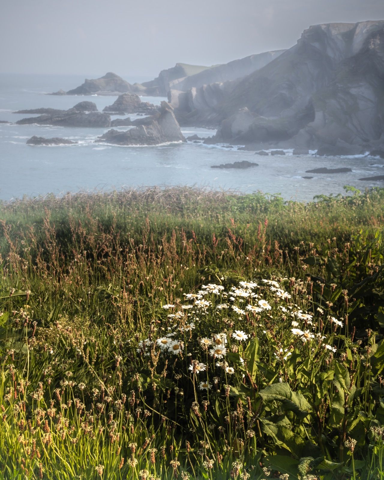 Misty Cliffs north Devon