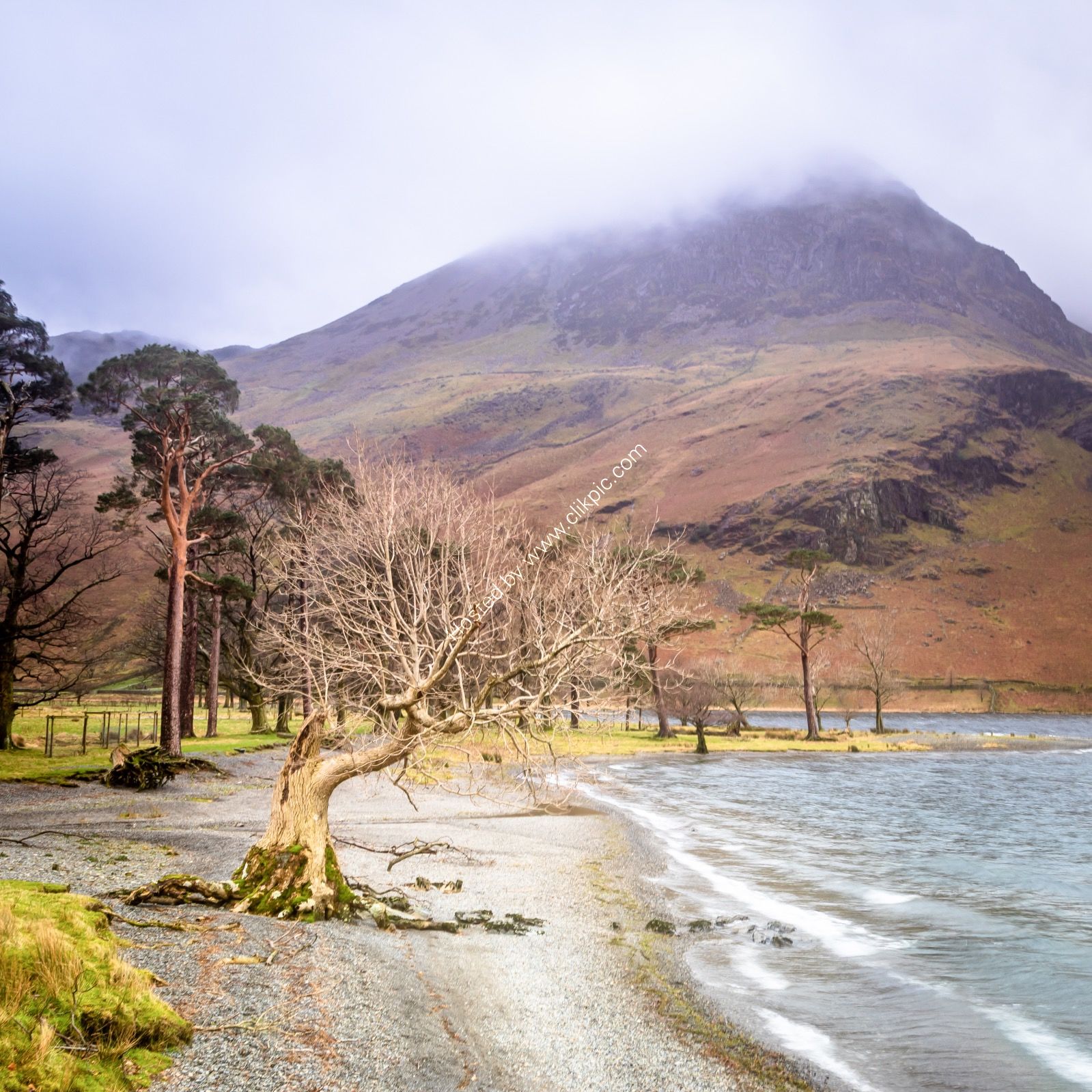 Tree Beside the Lake, Buttermere
