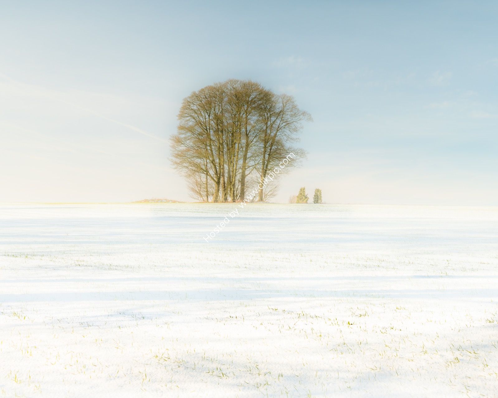 The Trees in Winter Cotswolds