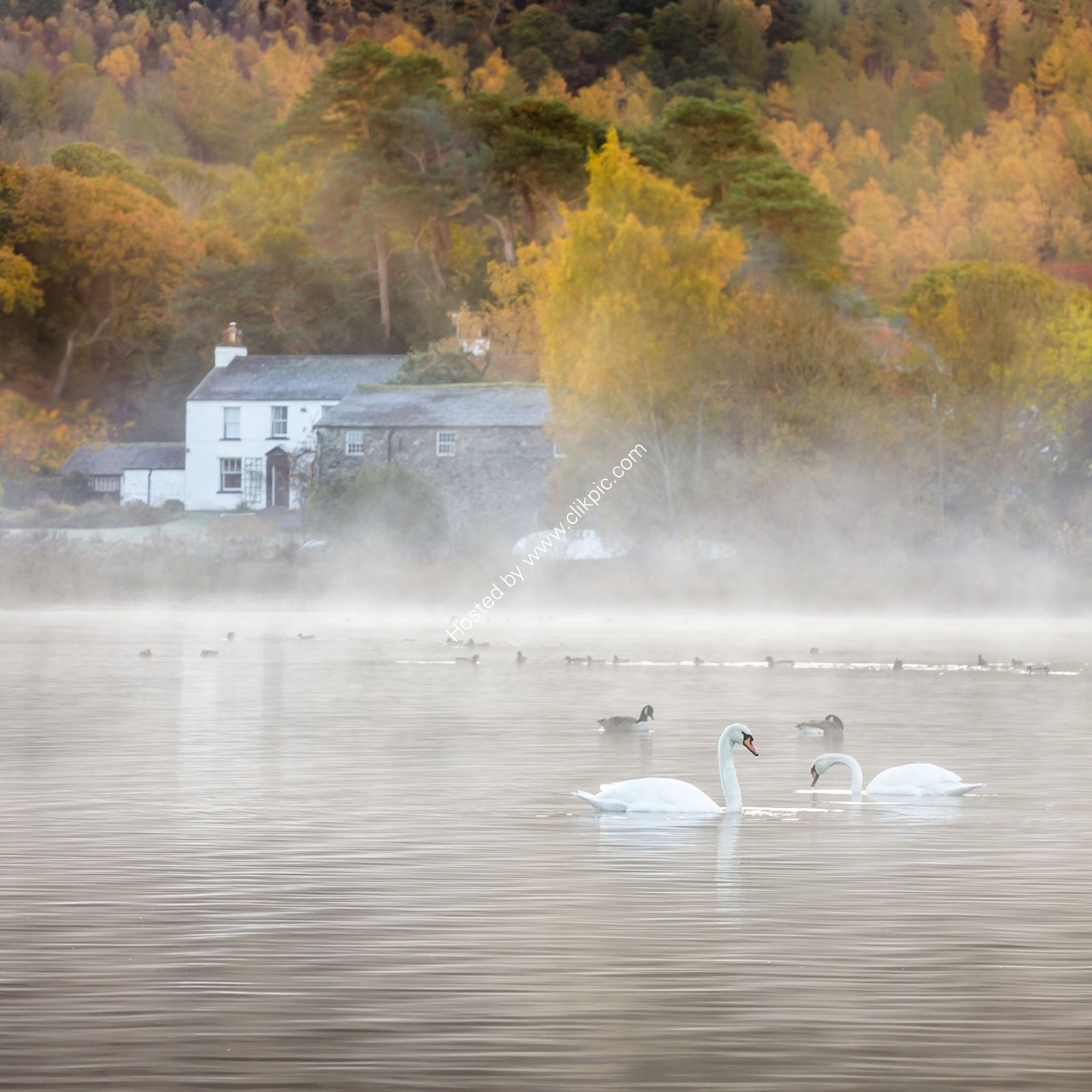 Autumn Mist Derwent Water Swans