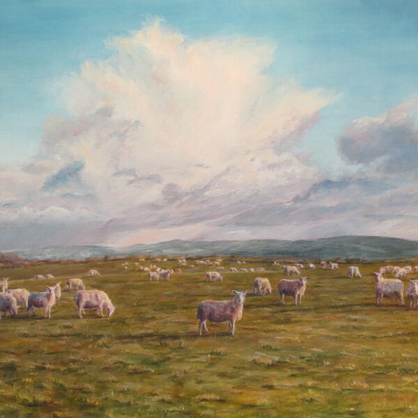 'Surprised Sheep' - Llansawel, Carmarthenshire Surprised Sheep, Llansawel, Carmarthenshire