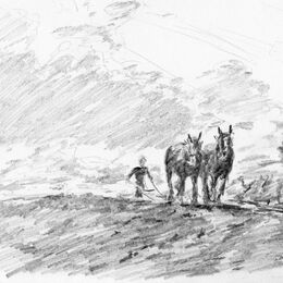 A First Experience of Horse Ploughing