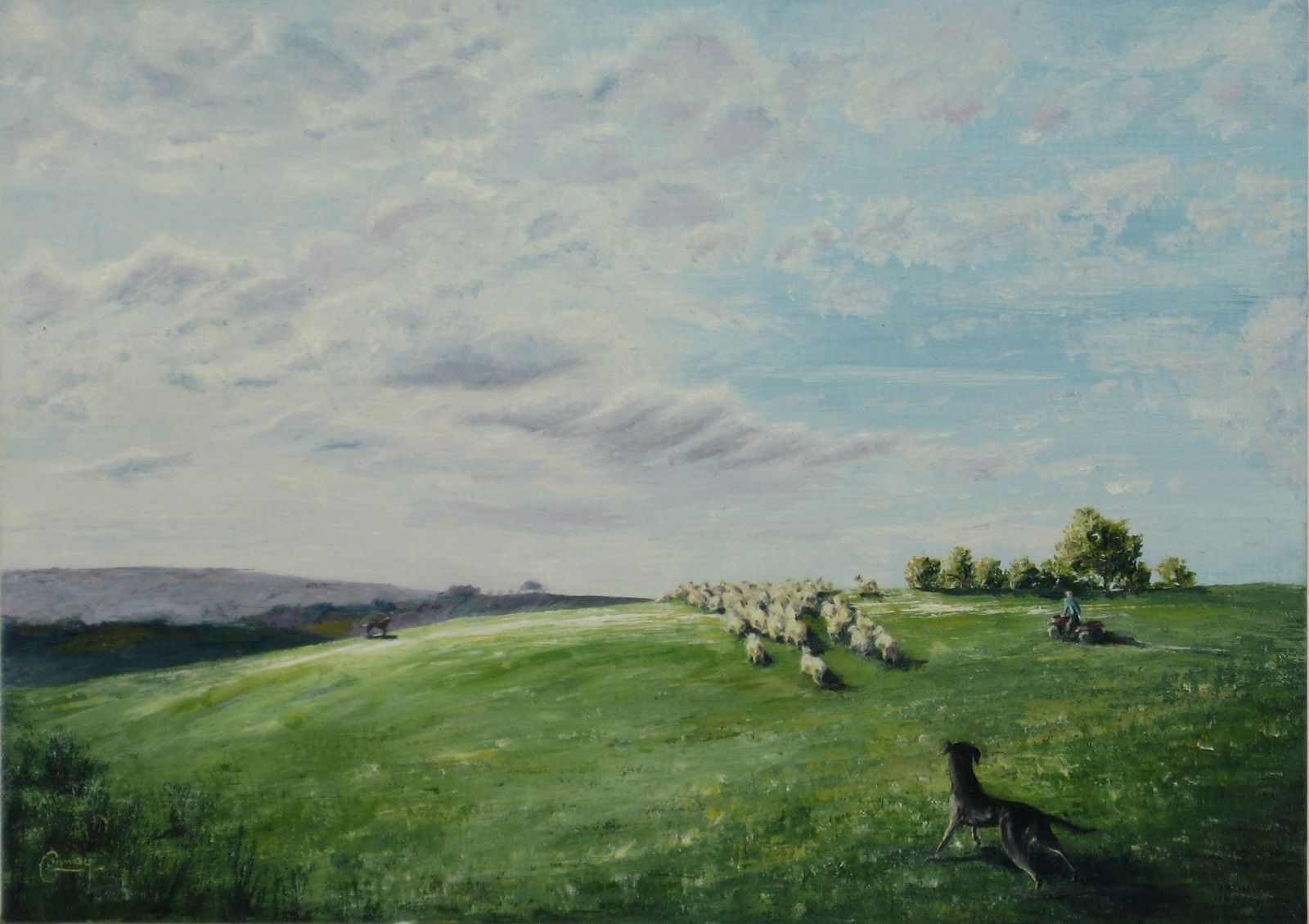 'Rounding with Huntaways'- Llansawel, Carmarthenshire