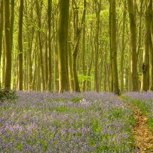 Bluebell Woods, Micheldever, Hampshire.