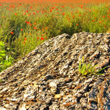 Poppy Field, Alresford, Hampshire.