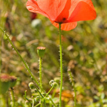 Poppy.
