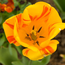 Flower 2.
