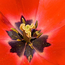 Flower 1.