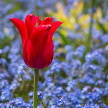 Red Tulip.