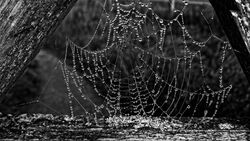 01 Cobweb16pts Ann Draper