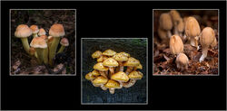 05 Fruits of the Forest Commended Fran Walding