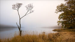 10 Highly Commended 'That Tree' by Clive Gidney