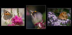 10 Summertime Commended Janic Carol
