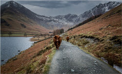11 Highly Commended 'The Highlanders' by Chris Wood