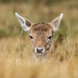 15Commended 'Deer' by John Fare