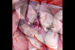 18 points - Eyes Wide Open by Linda Duncalf