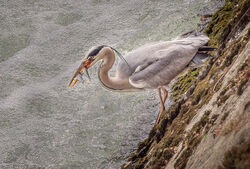 19 Commended ' Prize Angler' by Janice Carrol