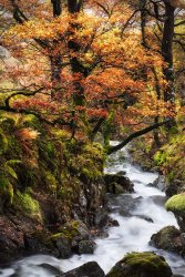 19 points - Autumn Stream by Rob Duncalf