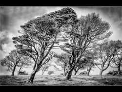 34 Trees on Great Mell Fell 16pts Derrick Young