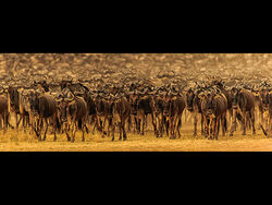 3rd equal Place - Ready to Migrate by Mike Kidd