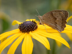 4 HC Brown on Yellow - Janice Carrol