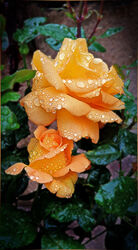 4 Highly Commended 'Roses in the Rain' by Mary thompson