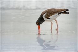 4 Oystercatcher - 18 pts Fran Walding