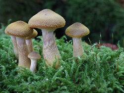 5 Highly Commended ' Fungi Family' by Ian McConnell