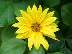 5 Sunflower - 18 pts Ian McConnell