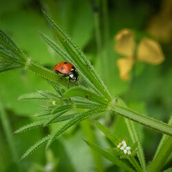 6 Coccinelle - 18pts Janice Carrol
