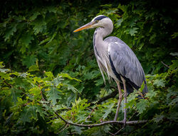 8 C Grey Heron - Derrick Young