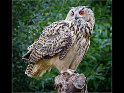 9 C Eagle Owl - Derrick Young