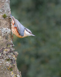 9 C Nuthatch - Fran Walding