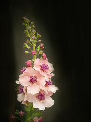 9 Highly Commended 'Verbascum' by Jane Gilmore