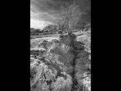 A Cumbrian Dyke by Graham Harcombe (18)
