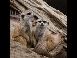 Aleksandr & Sergei at Home by Rob Duncalf - Commended
