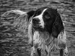 Alfie by Janice Carrol - Commended
